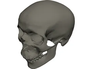 Skull 3D Model