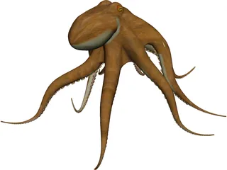 Octopus Vulgaris 3D Model