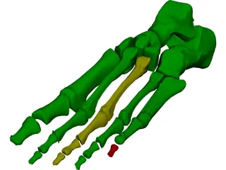 Foot Bone Female 3D Model