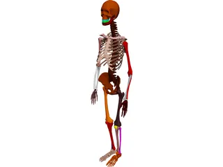 Skeleton Female 3D Model