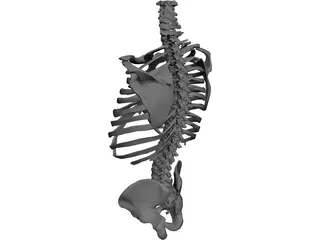 Torso Bone Male 3D Model