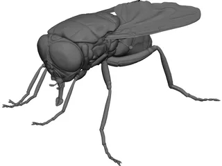 Fly 3D Model