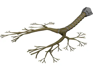 Bronchial Tree 3D Model