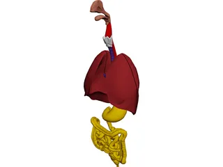 Digestive Tract and Respiratory 3D Model