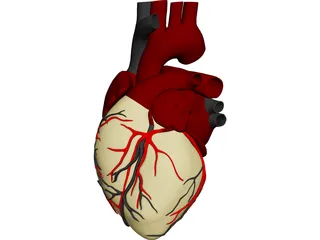 Heart with Internal Parts 3D Model