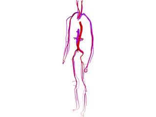 Circulatory System 3D Model