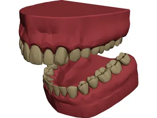 Teeth, Roots, Gums 3D Model