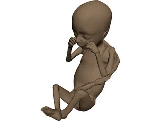 Fetus 3D Model