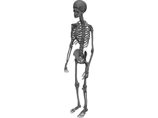 Skeleton Male 3D Model