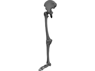 Skeletal Leg 3D Model