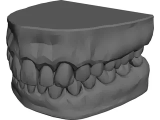 Teeth and Gums 3D Model