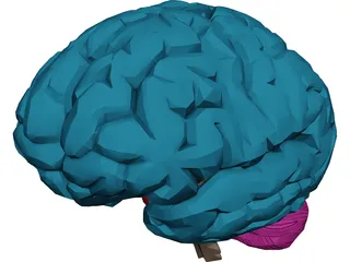 Brain Male 3D Model 3D Preview