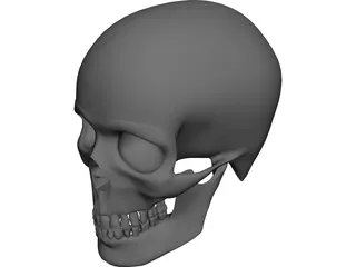 Skull 3D Model