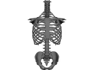 Torso CAD 3D Model