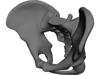 Pelvis CAD 3D Model