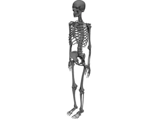 Skeleton CAD 3D Model
