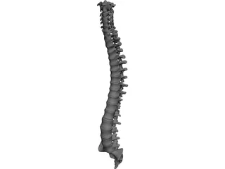 Vertebral Column CAD 3D Model