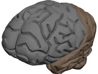 Brain Male 3D Model