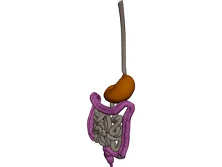 Digestive Tract Internal Organ 3D Model