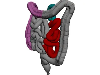 Intestines 3D Model