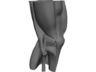 Knee 3D Model