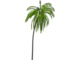 Palm Tree Cocoa 3D Model