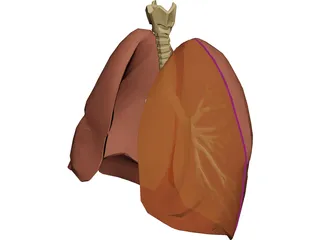 Respiratory Upper 3D Model