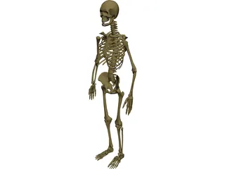 Skeleton Male 3D Model