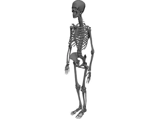 Skeleton Female 3D Model