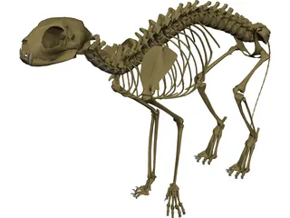Cat Skeleton 3D Model 3D Preview