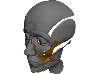 Face Muscles 3D Model