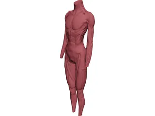 Surface Muscles 3D Model