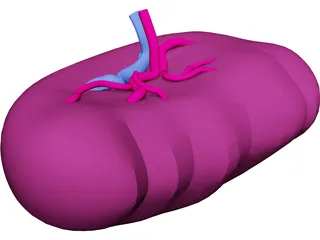Spleen 3D Model