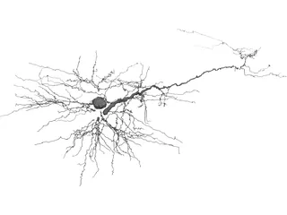 Purkinje Cell 3D Model