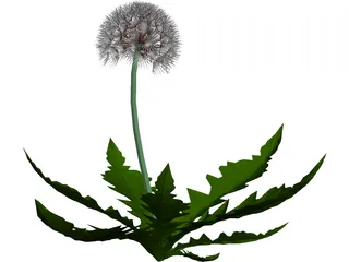 Dandelion 3D Model