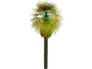 Washingtonia Palm 3D Model