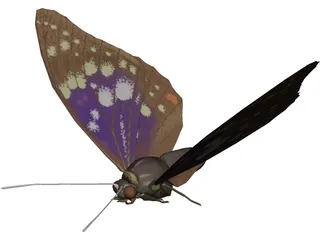 Butterfly Oomura 3D Model