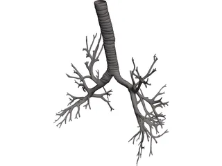 Bronquial Tree with Trachea 3D Model