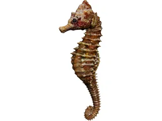 Seahorse  3D Model