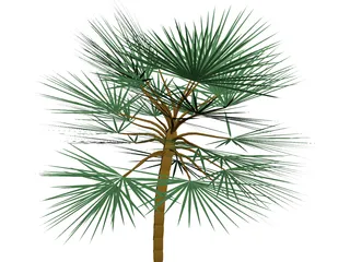 Palm  3D Model