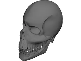 Skull 3D Model