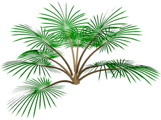 Palm Tree 3D Model