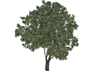 Orange Tree 3D Model