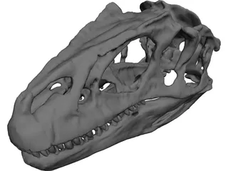 Allosaurus Fragilis Skull 3D Model