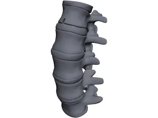 Lumbar Spine 3D Model