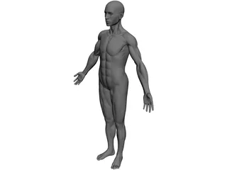 Full Human Anatomy for Simulation 3D Model