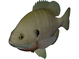 Bluegill 3D Model