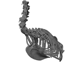 Macaw Skeleton 3D Model 3D Preview