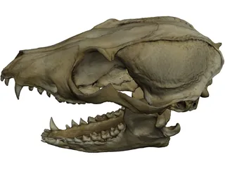 Fox Head Skull 3D Model
