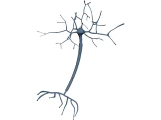 Neuron 3D Model